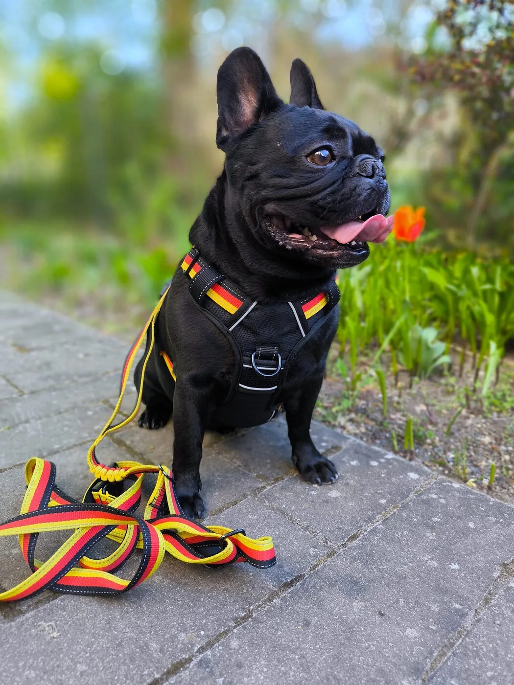 Eliot, Modellhund von NOVAKRAFT